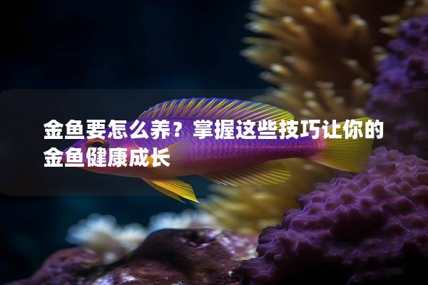 金鱼要怎么养？掌握这些技巧让你的金鱼健康成长
