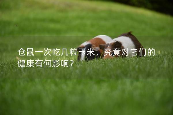 仓鼠一次吃几粒玉米，究竟对它们的健康有何影响？