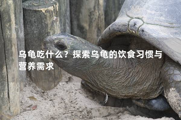 乌龟吃什么？探索乌龟的饮食习惯与营养需求