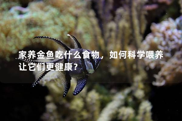 家养金鱼吃什么食物，如何科学喂养让它们更健康？