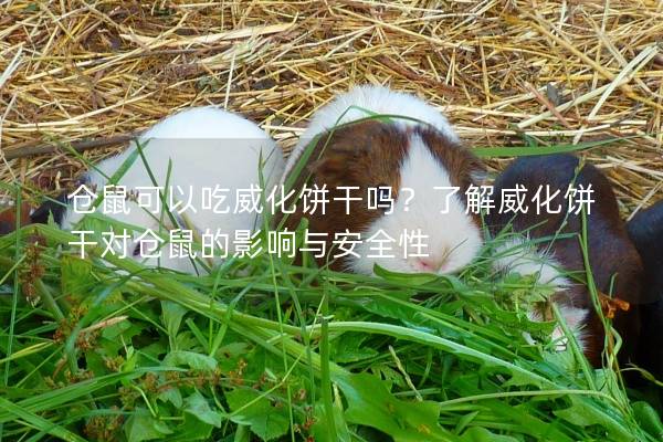 仓鼠可以吃威化饼干吗？了解威化饼干对仓鼠的影响与安全性