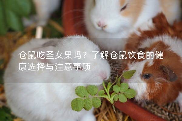 仓鼠吃圣女果吗？了解仓鼠饮食的健康选择与注意事项