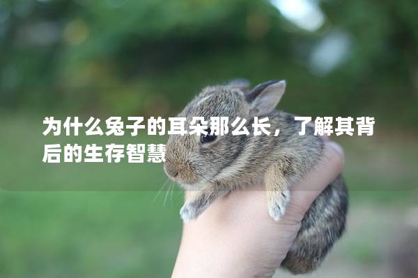 为什么兔子的耳朵那么长，了解其背后的生存智慧