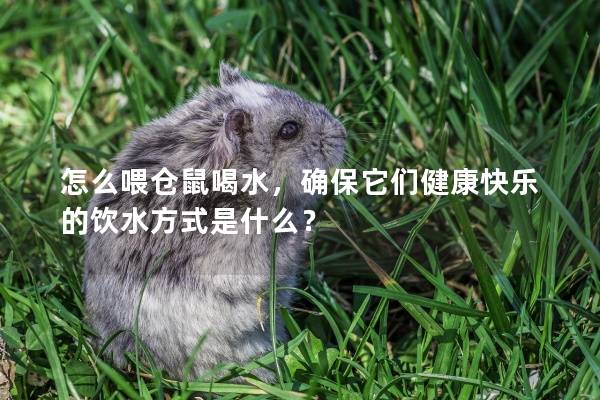 怎么喂仓鼠喝水，确保它们健康快乐的饮水方式是什么？