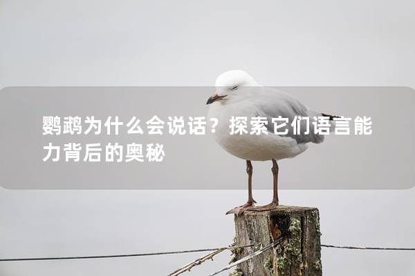鹦鹉为什么会说话？探索它们语言能力背后的奥秘