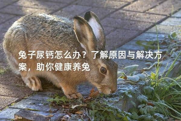兔子尿钙怎么办？了解原因与解决方案，助你健康养兔