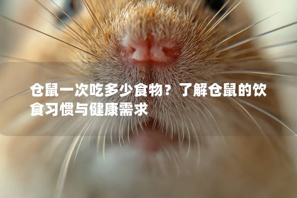 仓鼠一次吃多少食物？了解仓鼠的饮食习惯与健康需求