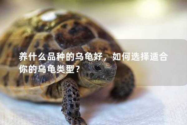 养什么品种的乌龟好，如何选择适合你的乌龟类型？