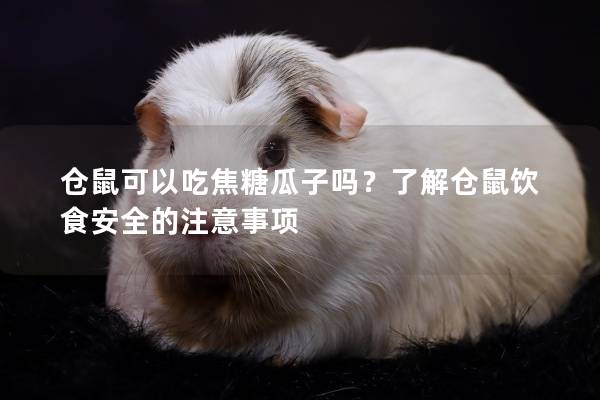 仓鼠可以吃焦糖瓜子吗？了解仓鼠饮食安全的注意事项
