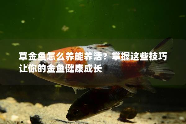 草金鱼怎么养能养活？掌握这些技巧让你的金鱼健康成长