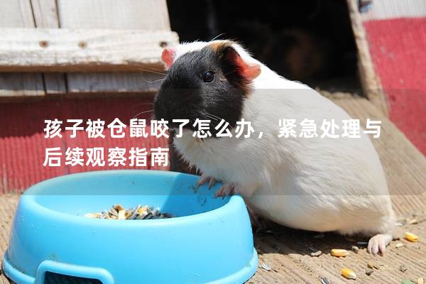 孩子被仓鼠咬了怎么办，紧急处理与后续观察指南