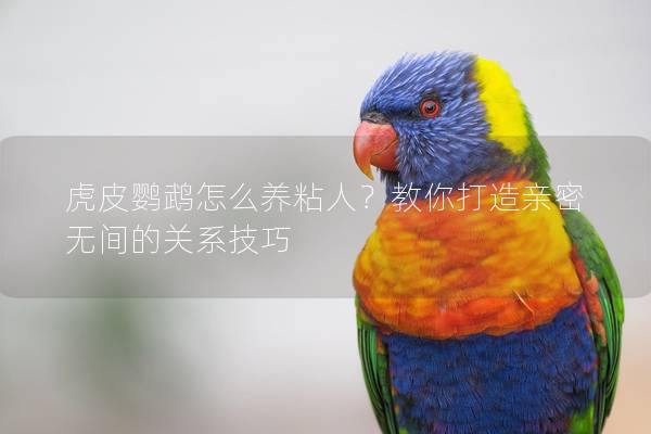 虎皮鹦鹉怎么养粘人？教你打造亲密无间的关系技巧