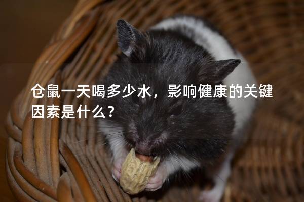 仓鼠一天喝多少水，影响健康的关键因素是什么？
