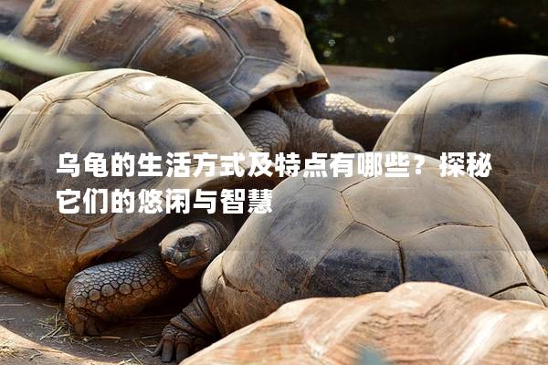乌龟的生活方式及特点有哪些？探秘它们的悠闲与智慧