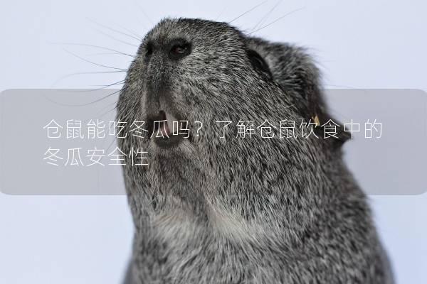 仓鼠能吃冬瓜吗？了解仓鼠饮食中的冬瓜安全性