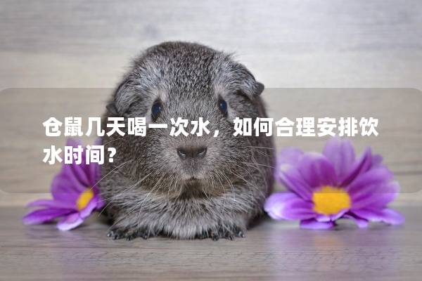 仓鼠几天喝一次水，如何合理安排饮水时间？