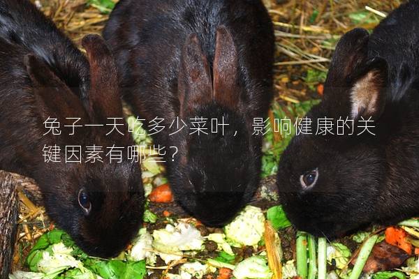 兔子一天吃多少菜叶，影响健康的关键因素有哪些？