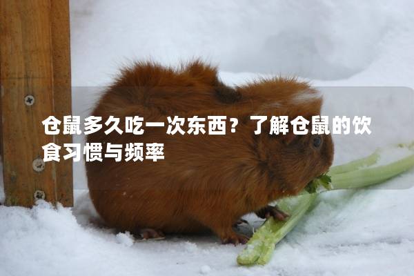 仓鼠多久吃一次东西？了解仓鼠的饮食习惯与频率