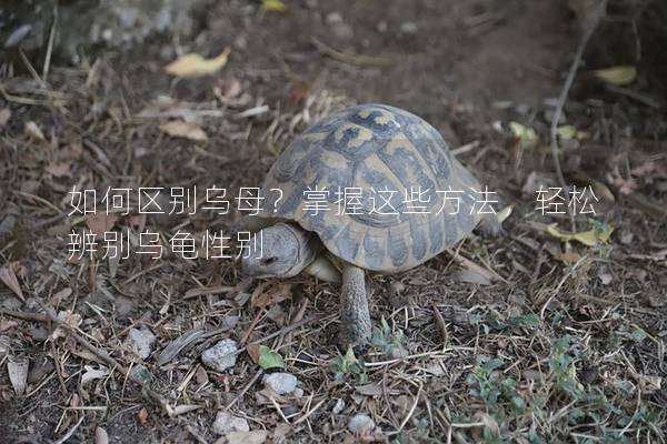 如何区别乌母？掌握这些方法，轻松辨别乌龟性别