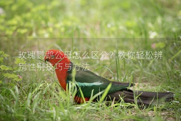 玫瑰鹦鹉公母怎么区分？教你轻松辨别性别技巧与方法
