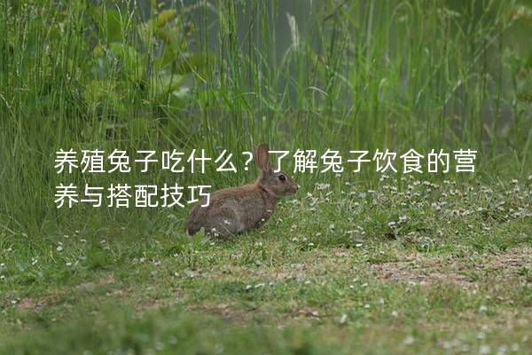 养殖兔子吃什么？了解兔子饮食的营养与搭配技巧