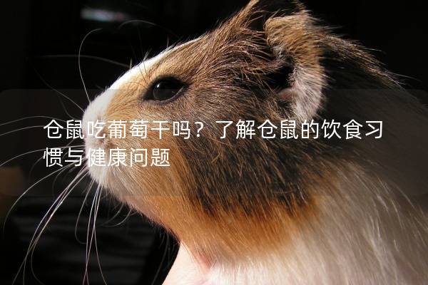 仓鼠吃葡萄干吗？了解仓鼠的饮食习惯与健康问题