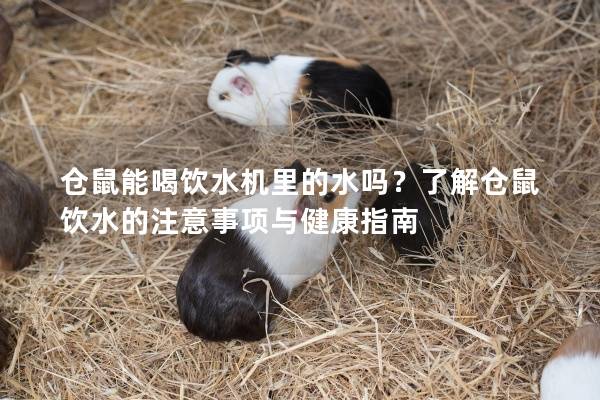 仓鼠能喝饮水机里的水吗？了解仓鼠饮水的注意事项与健康指南