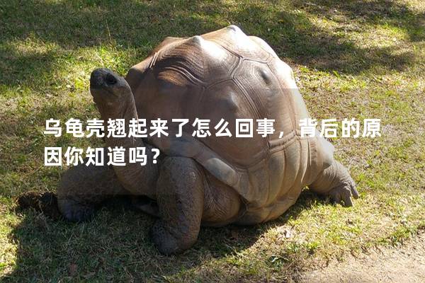 乌龟壳翘起来了怎么回事，背后的原因你知道吗？