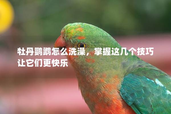 牡丹鹦鹉怎么洗澡，掌握这几个技巧让它们更快乐