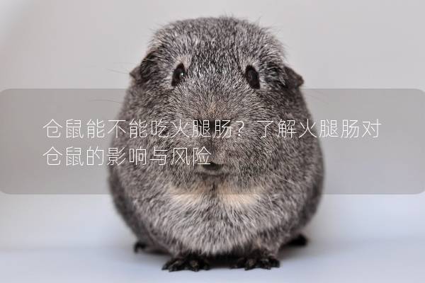 仓鼠能不能吃火腿肠？了解火腿肠对仓鼠的影响与风险