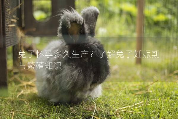 兔子怀孕多久生产？了解兔子妊娠期与繁殖知识