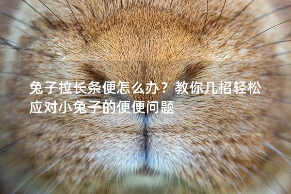 兔子拉长条便怎么办？教你几招轻松应对小兔子的便便问题