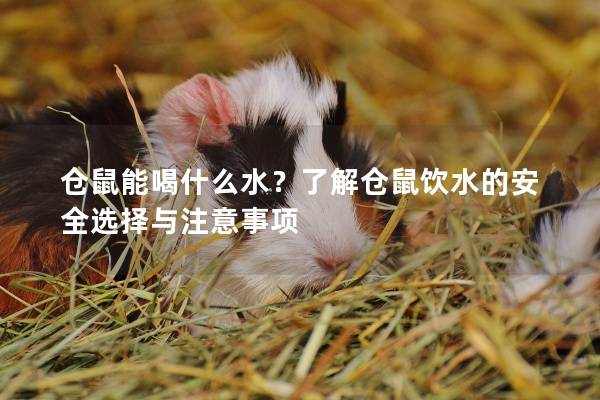仓鼠能喝什么水？了解仓鼠饮水的安全选择与注意事项