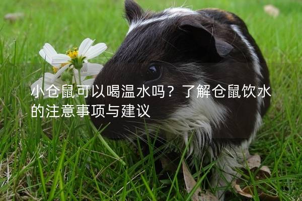 小仓鼠可以喝温水吗？了解仓鼠饮水的注意事项与建议