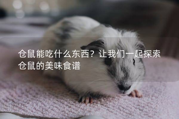 仓鼠能吃什么东西？让我们一起探索仓鼠的美味食谱