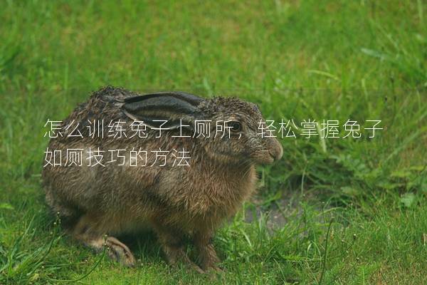 怎么训练兔子上厕所，轻松掌握兔子如厕技巧的方法
