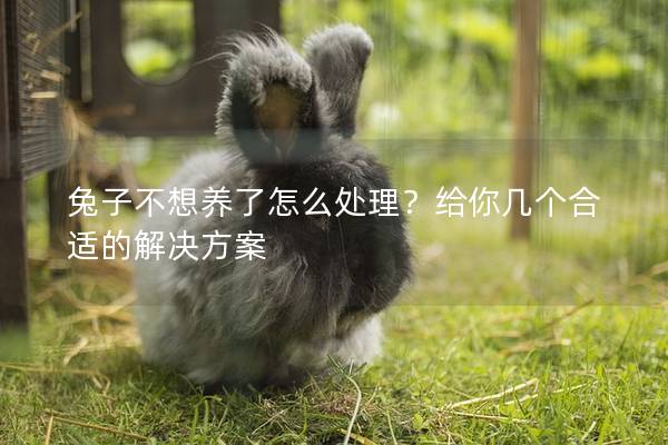 兔子不想养了怎么处理？给你几个合适的解决方案