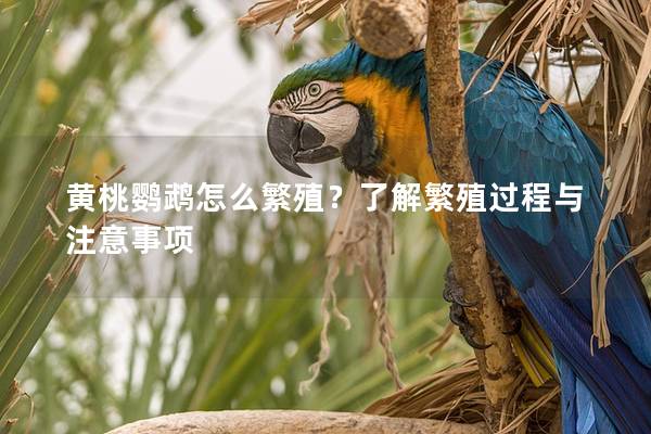 黄桃鹦鹉怎么繁殖？了解繁殖过程与注意事项