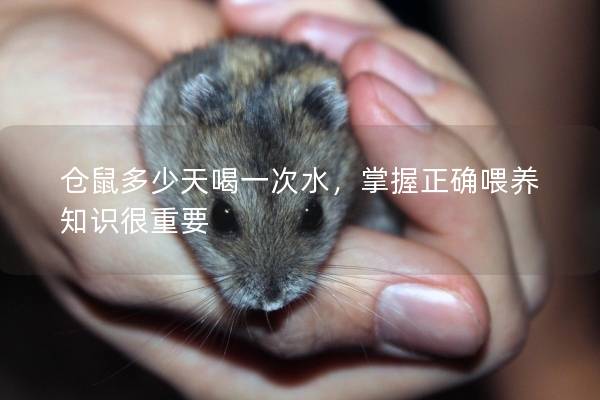 仓鼠多少天喝一次水，掌握正确喂养知识很重要