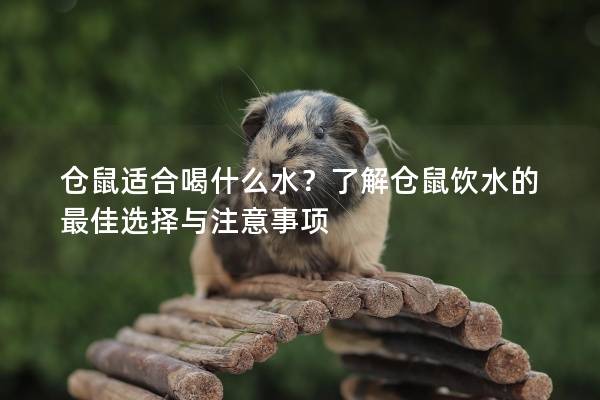 仓鼠适合喝什么水？了解仓鼠饮水的最佳选择与注意事项