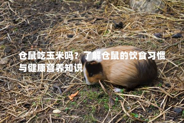 仓鼠吃玉米吗？了解仓鼠的饮食习惯与健康营养知识