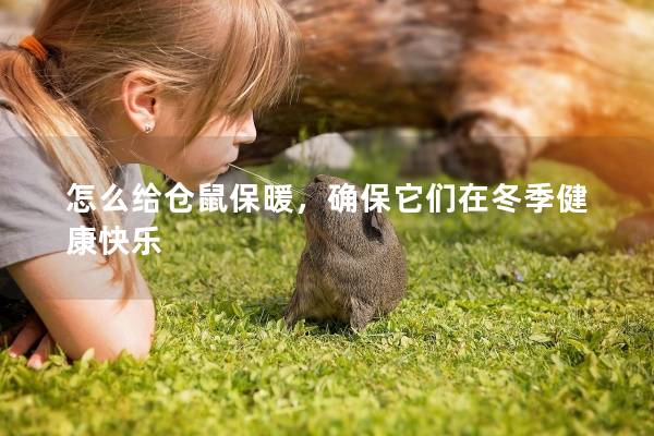怎么给仓鼠保暖，确保它们在冬季健康快乐