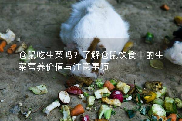 仓鼠吃生菜吗？了解仓鼠饮食中的生菜营养价值与注意事项
