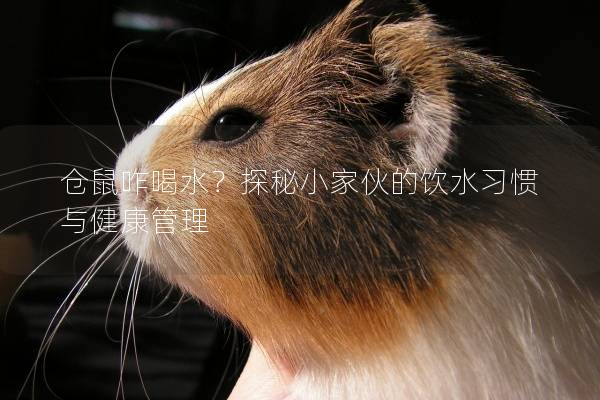 仓鼠咋喝水？探秘小家伙的饮水习惯与健康管理