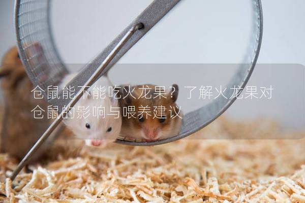 仓鼠能不能吃火龙果？了解火龙果对仓鼠的影响与喂养建议