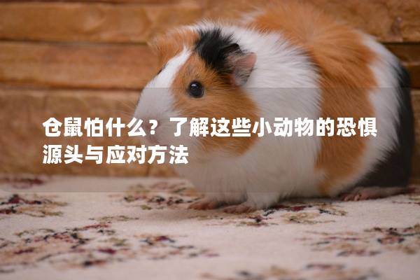 仓鼠怕什么？了解这些小动物的恐惧源头与应对方法