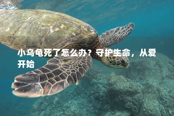 小乌龟死了怎么办？守护生命，从爱开始