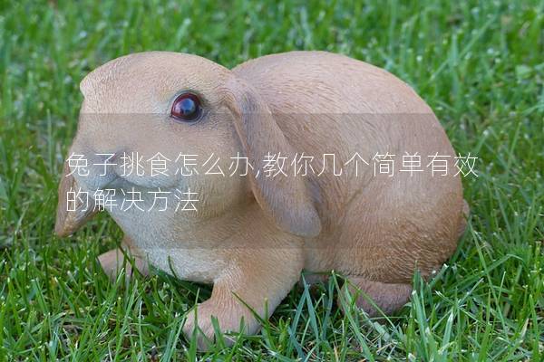 兔子挑食怎么办,教你几个简单有效的解决方法
