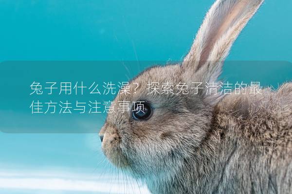 兔子用什么洗澡？探索兔子清洁的最佳方法与注意事项