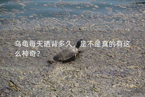 乌龟每天晒背多久，是不是真的有这么神奇？